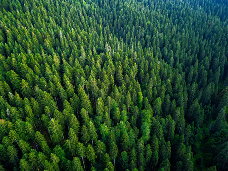 Aerial view of a forest landscape